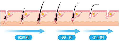 毛周期 - 少ない脱毛回数でできる部位は？脱毛効果を高めるポイントを要チェック