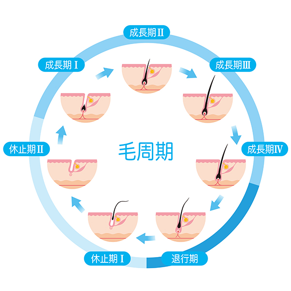 毛周期 - 【メンズ脱毛】毛周期とは？部位別の毛周期と通院周期の目安も